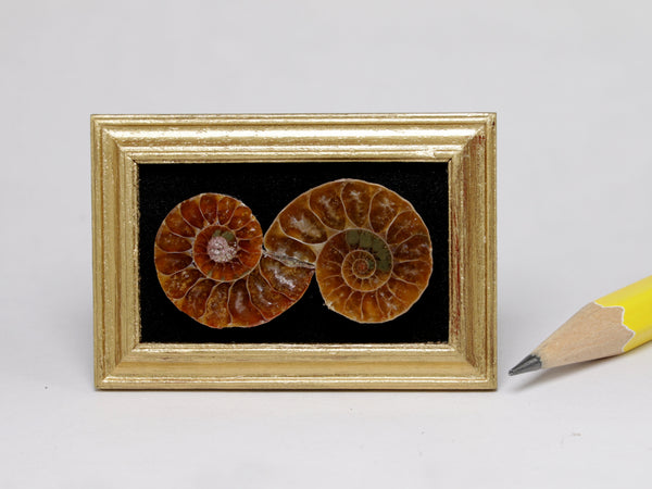 Fossil ammonite spiral, fantasy piece.  Dollhouse miniature picture