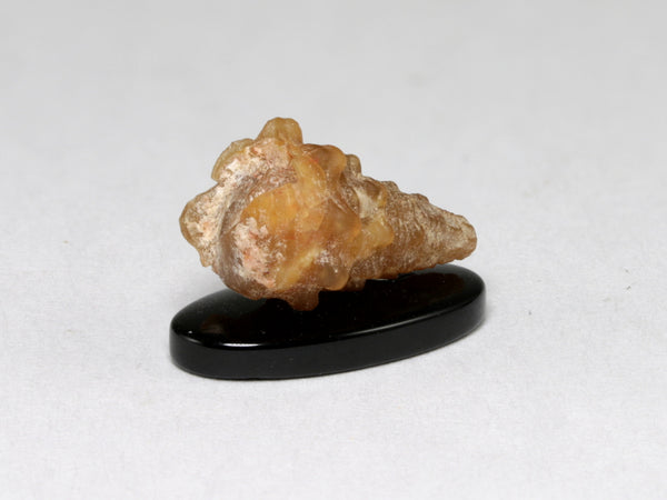 End view, Agatized shell, Morocco.  Dollhouse specimen