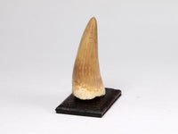 Fossil mosasaur marine reptile tooth, dollhouse specimen