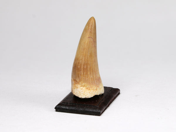 Fossil mosasaur marine reptile tooth, dollhouse specimen