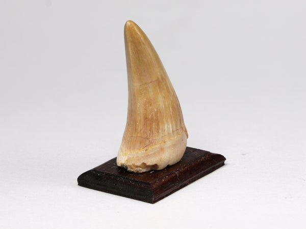 Fossil mosasaur marine reptile tooth, dollhouse specimen
