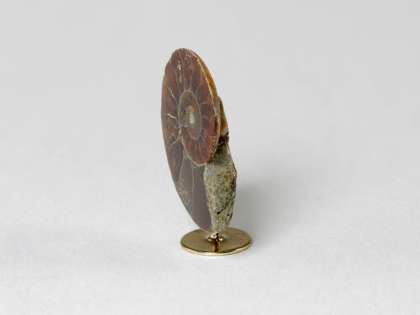 Side view, Small fossil ammonite, dollhouse display