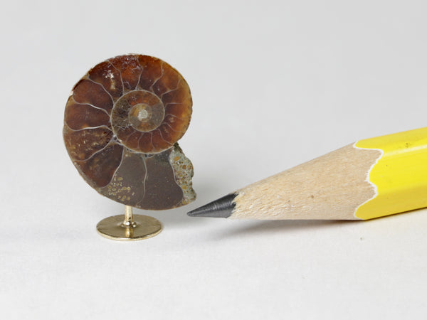 Small fossil ammonite, dollhouse display