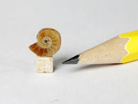 Tiny fossil ammonite, dollshouse specimen
