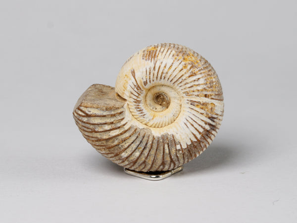 Other side, Fossil ammonite, dollshouse miniature