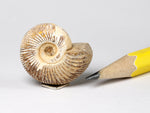 Fossil ammonite, dollshouse miniature
