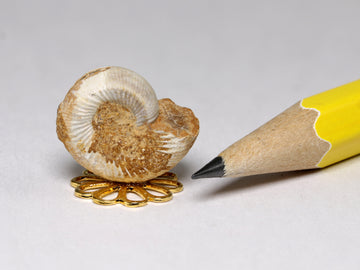 Perisphinctes ammonite, Madagascar