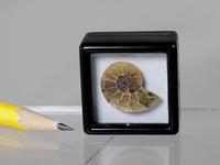 Fossil ammonite light box, unlit