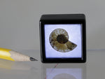 Lighted fossil ammonite, dollhouse miniature