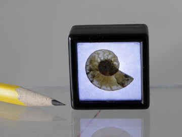 Fossil ammonite light box, Madagascar.  Please read note about the electrics!
