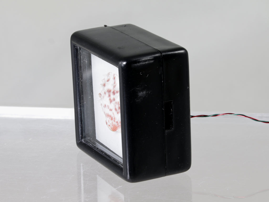 Scallop shell light box. Please read note about the electrics! | Wendy ...