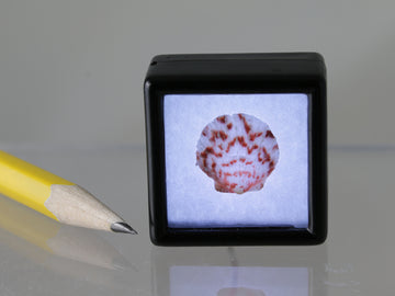 Scallop shell light box.  Please read note about the electrics!