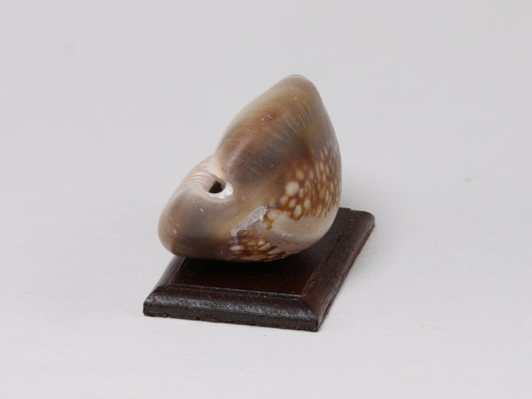 End view, Hawaiian cowry shell, dollshouse display specimen