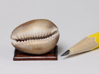 Hawaiian cowry shell, dollshouse display specimen