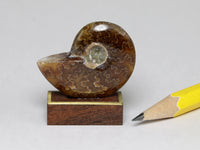 Fossil ammonite display, dollshouse miniature