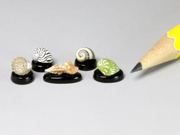 Collection of five tiny shells