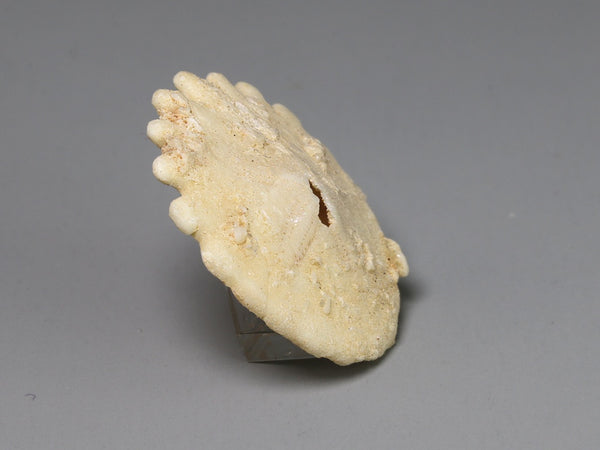 Side view, Extinct fossil sand dollar for dollshouse display