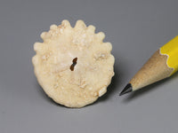 Extinct fossil sand dollar for dollshouse display