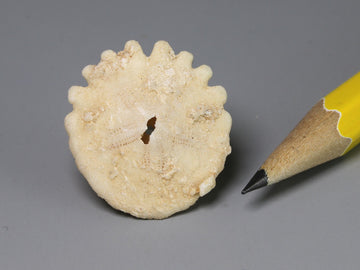 Fossil sand dollar, Morocco
