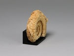 Side view, Fossil ammonite from Germany, dollhouse miniature display