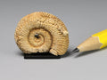 Fossil ammonite, Germany