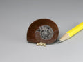 Fossil ammonite disc, Morocco