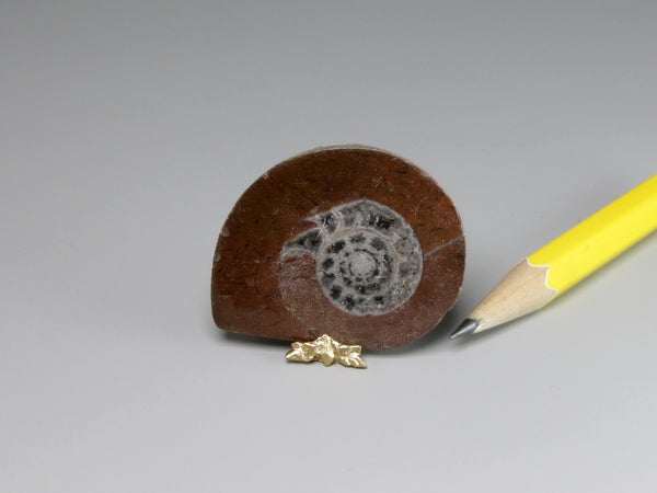 Ammonite fossil in polished slab for dollshouse