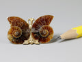 Fossil ammonite split pair, Madagascar
