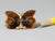 Matched pair of fossil ammonite halves, tiny