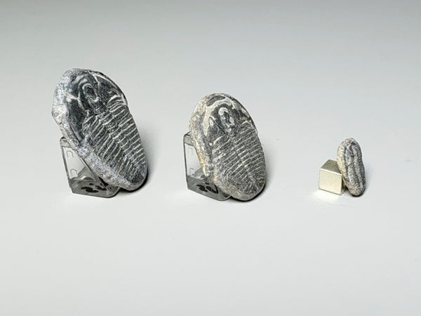 Side view, Three trilobite fossils of different sizes, dollhouse specimens