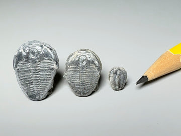 Fossil trilobite, Utah. 1:12 and 1:24.  Sold individually