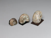 Side view, Fossil ammonites from Madagascar for dollhouse display