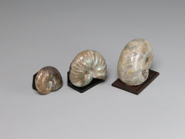 Side view, Fossil ammonites from Madagascar for dollhouse display
