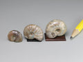 Fossil ammonite, Madagascar.  Sold individually.