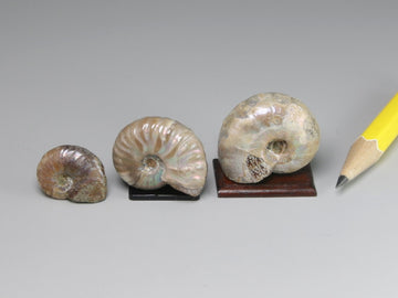 Fossil ammonite, Madagascar.  Sold individually.