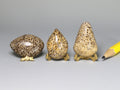 Sauropod dinosaur bone polished free forms, Morocco.  Sold individually.