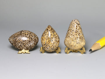 Sauropod dinosaur bone polished free forms, Morocco.  Sold individually.