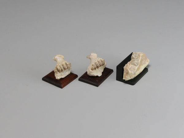 Side view, Three fossil jaws with teeth, dollhouse displays