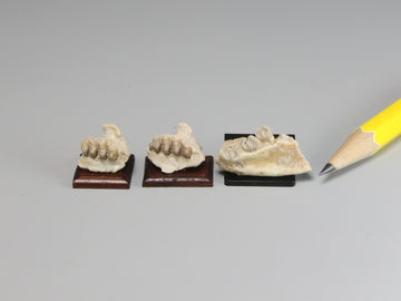 Fossil jaws with teeth, S. Dakota or Nebraska.  Sold individually