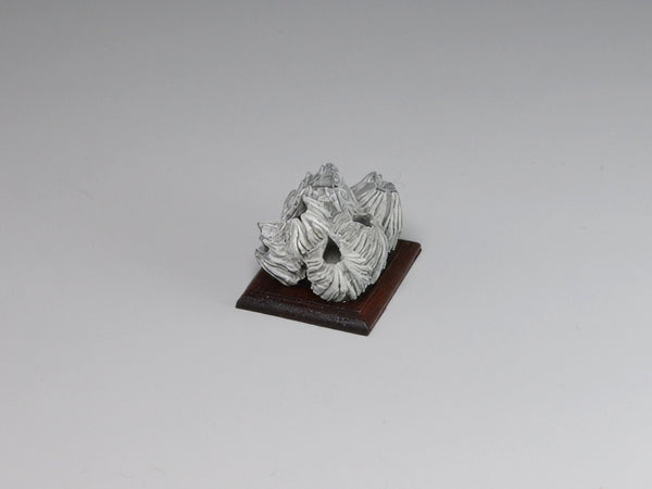 Side view, Fossil barnacle cluster, dollhouse specimen