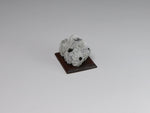 Side view, Fossil barnacle cluster, dollhouse specimen