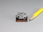 Fossil barnacle cluster, dollhouse specimen