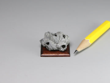 Fossil barnacles, North Carolina