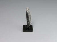 Side view, Fossil orthoceras display for a dollhouse