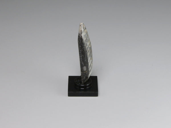 Side view, Fossil orthoceras display for a dollhouse