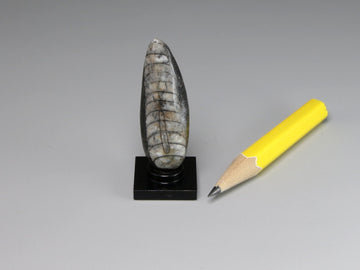 Orthoceras fossil, Morocco