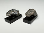 Side view, Tiny trilobite fossils, dollhouse specimens