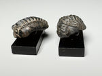 Side view, Tiny trilobite fossils, dollhouse specimens