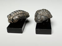 Side view, Tiny trilobite fossils, dollhouse specimens