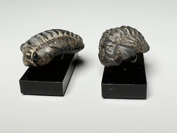 Side view, Tiny trilobite fossils, dollhouse specimens